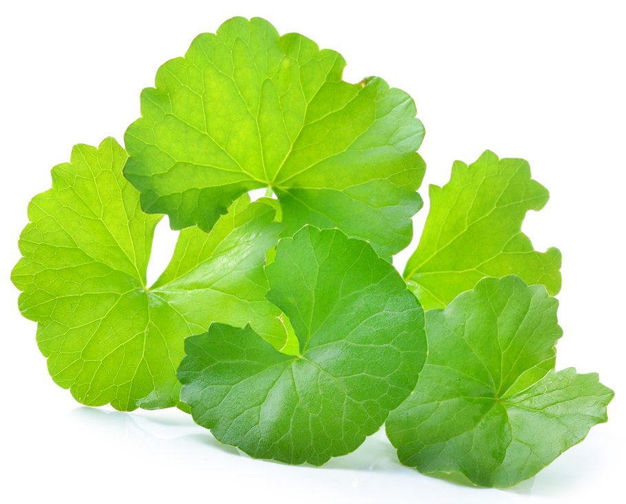 Индийский Щитолистник