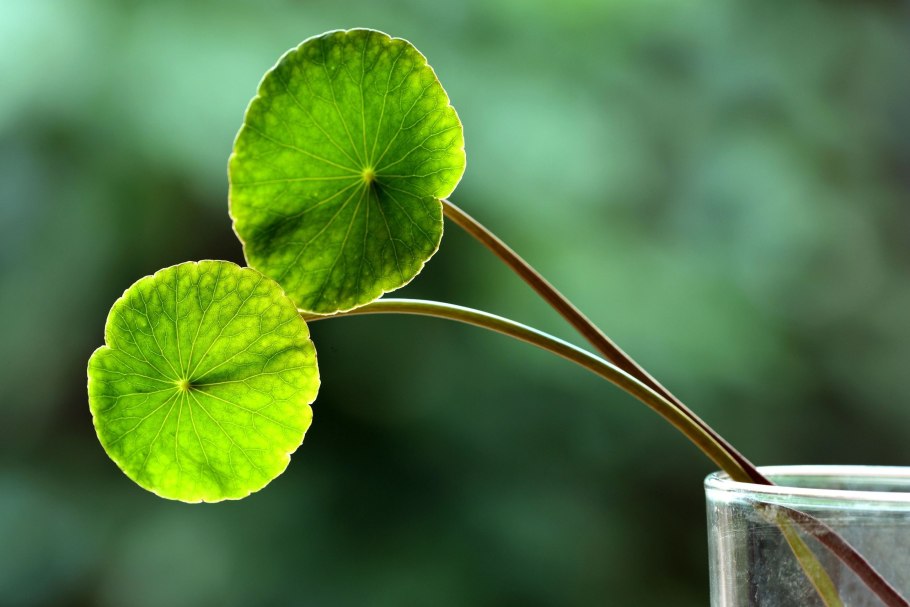 Листья Готу кола