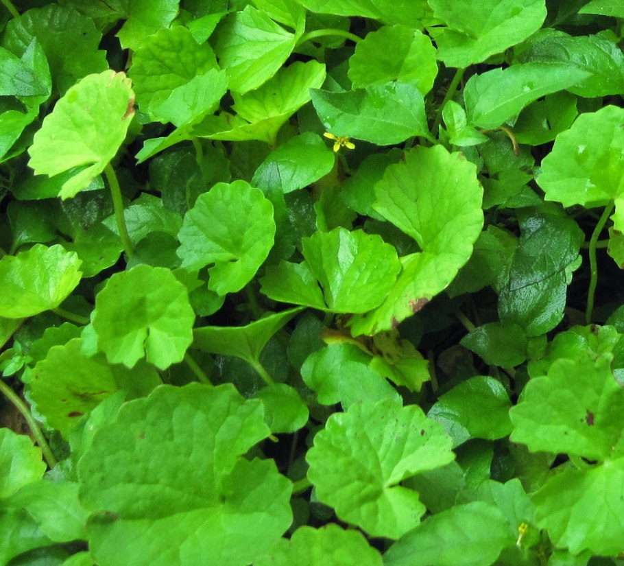 Центелла азиатская трава