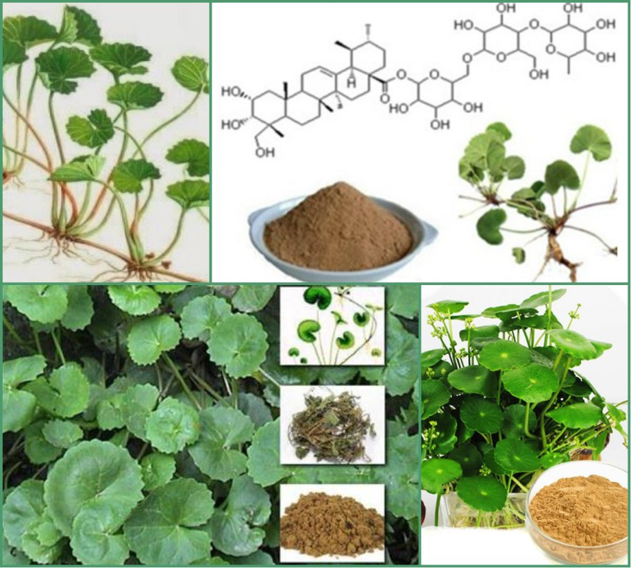 Центеллы азиатской (Готу кола