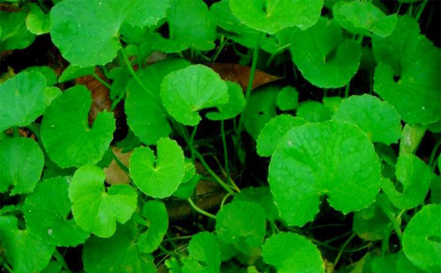 Центелла азиатская Gotu kola