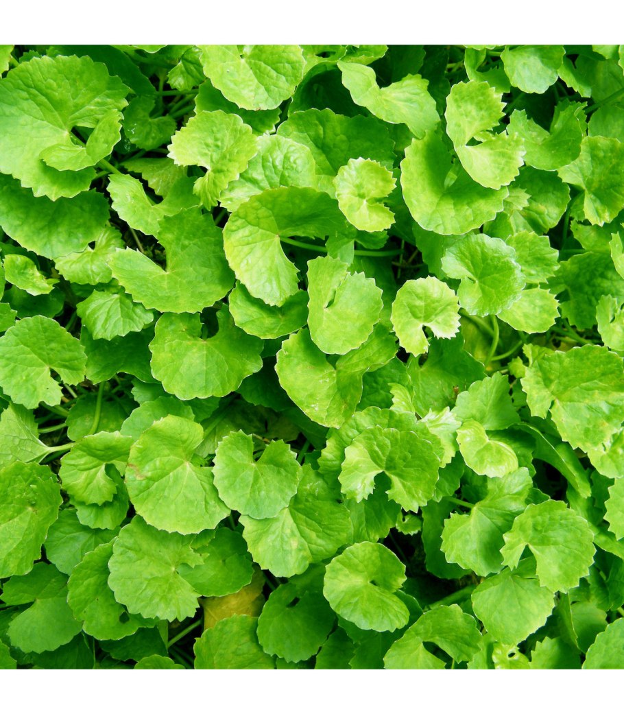 Центелла трава