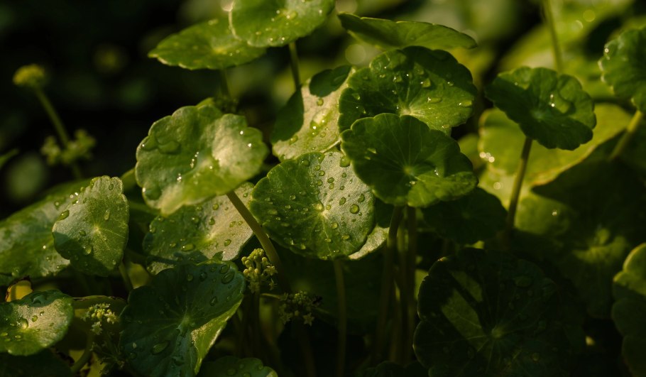 Центелла трава