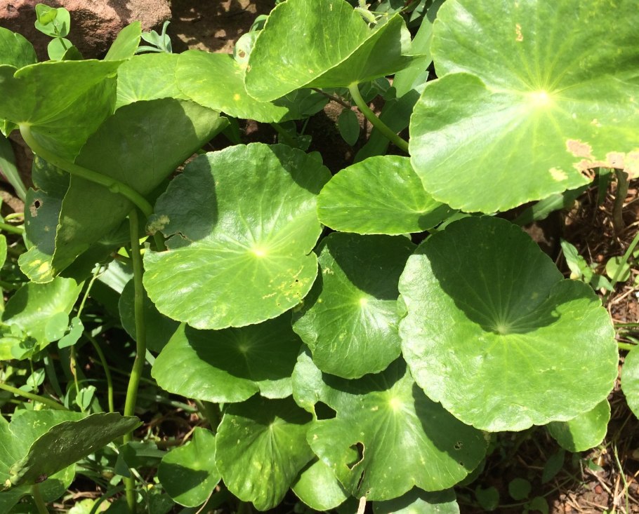 Centella asiatica