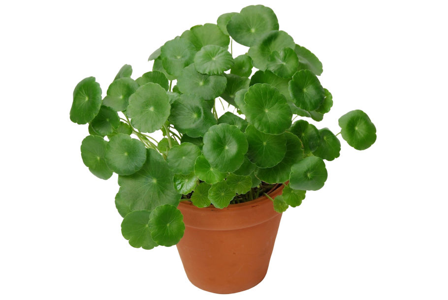 Центелла трава