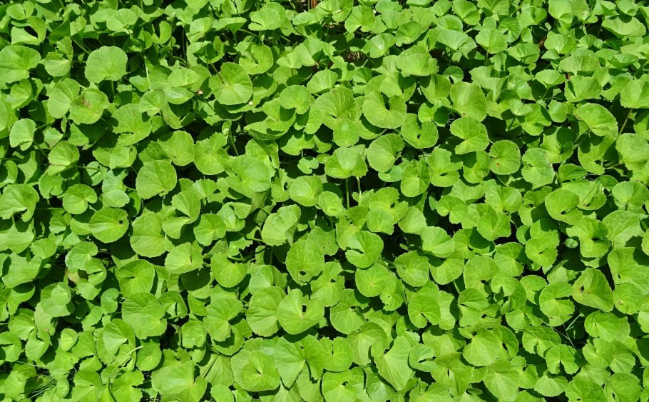 Центелла centella asiatica