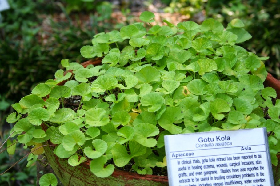 Hydrocotyle (центелла азиатская)