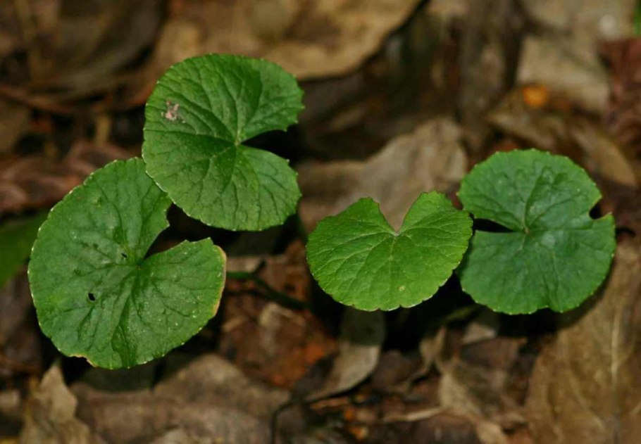 Центелла азиатская Centella Asiatica