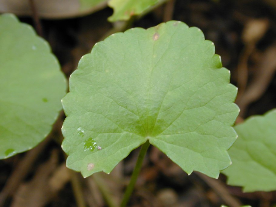 Hydrocotyle (центелла азиатская)