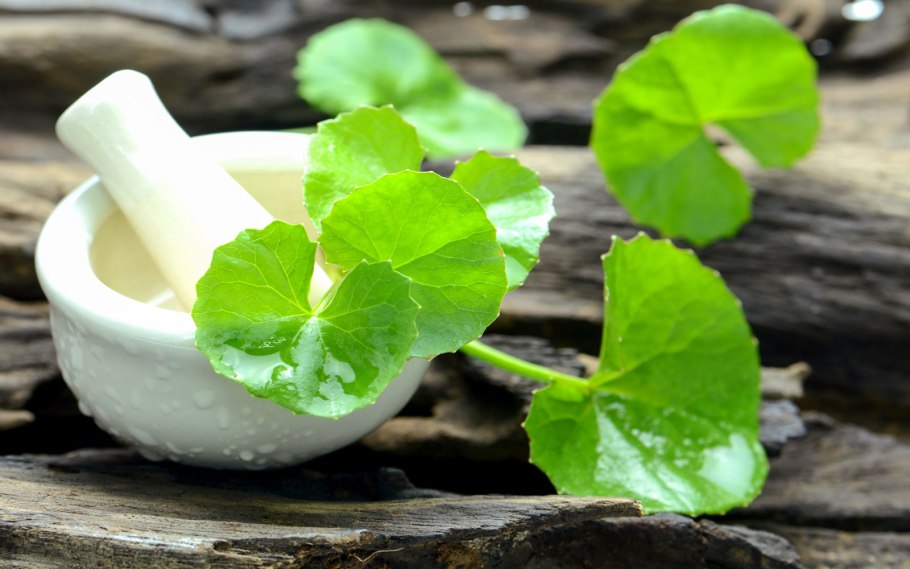 Центелла азиатская Щитолистник Gotu kola