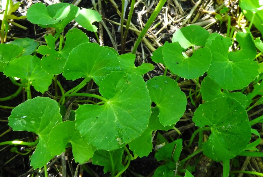 Центелла азиатская готу кола