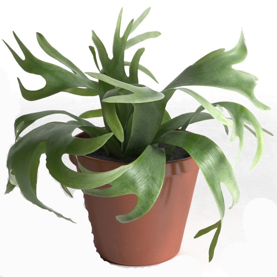 Папоротник Оленьи рога Платицериум