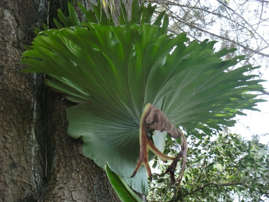 Папоротник Платицериум бифуркатум