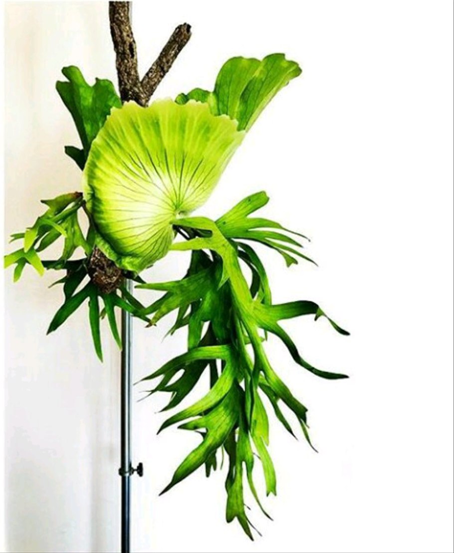 Платицериум ангольский