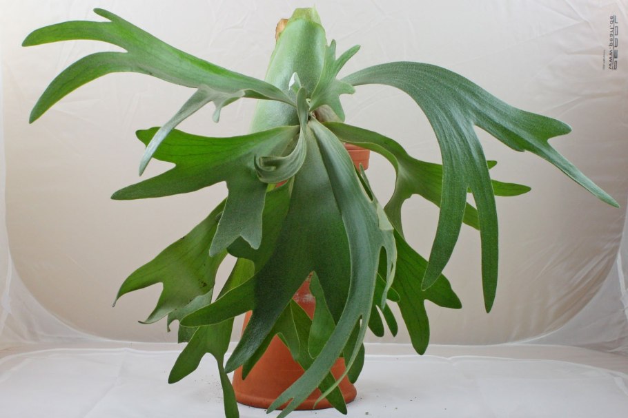 Платицериум бифуркатум d17 h40