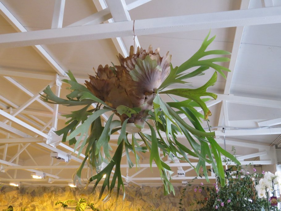 Платицериум двухвильчатый