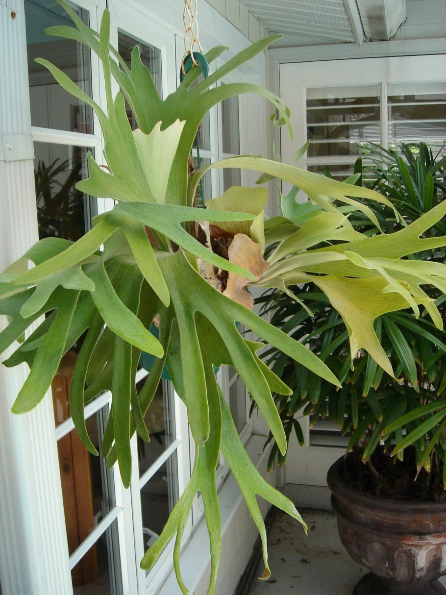 Папоротник Платицериум