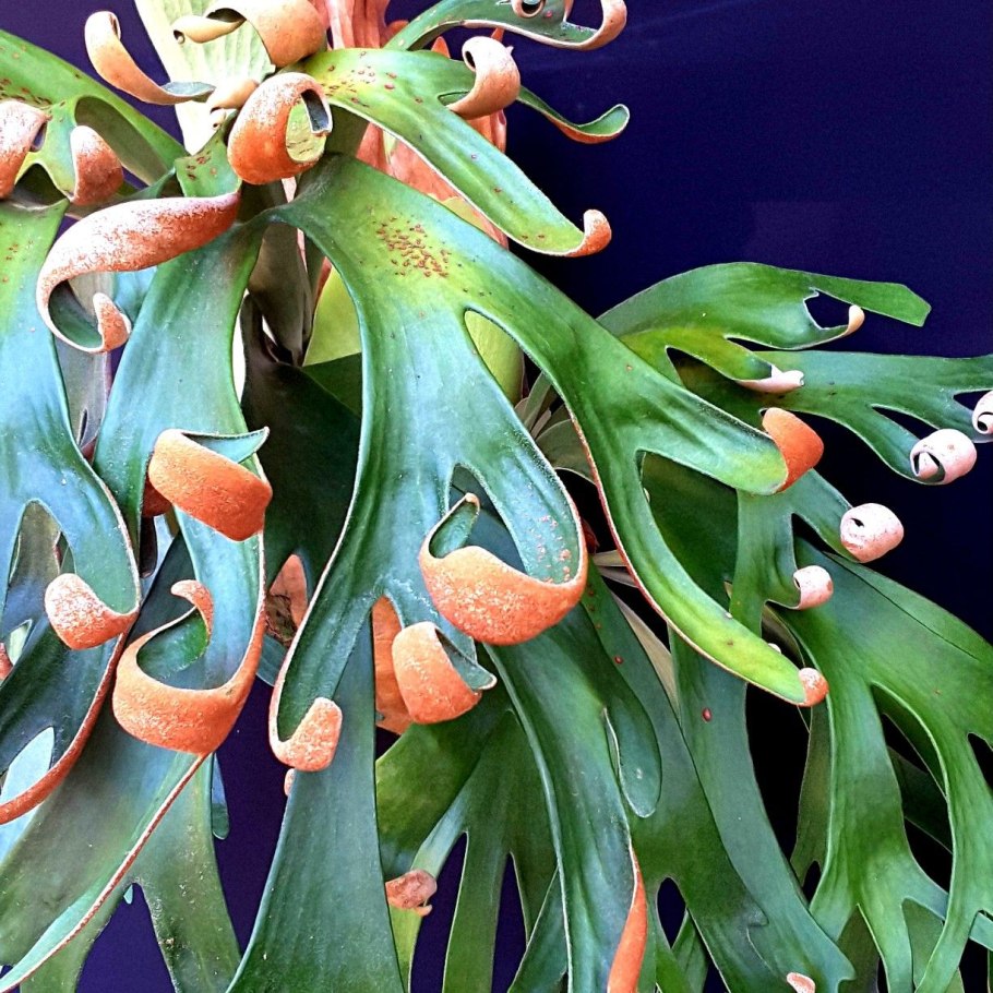 Platycerium alcicorne растение