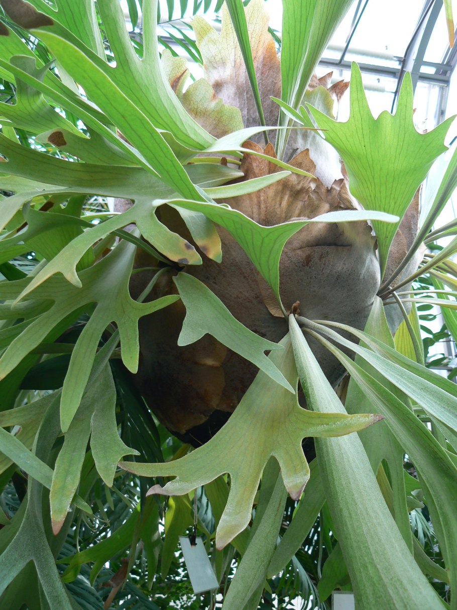 Папоротник Платицериум