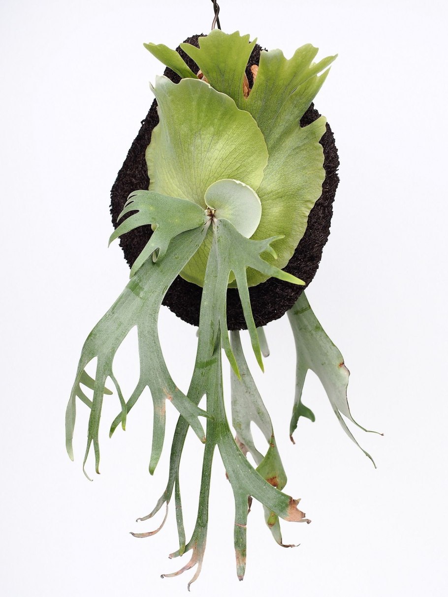 Платицериум бифуркатум