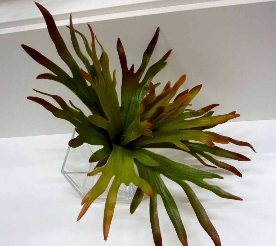 Платицериум Ридли