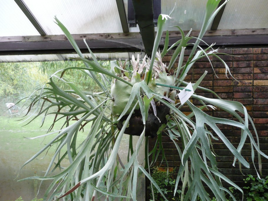 Папоротник платицериум