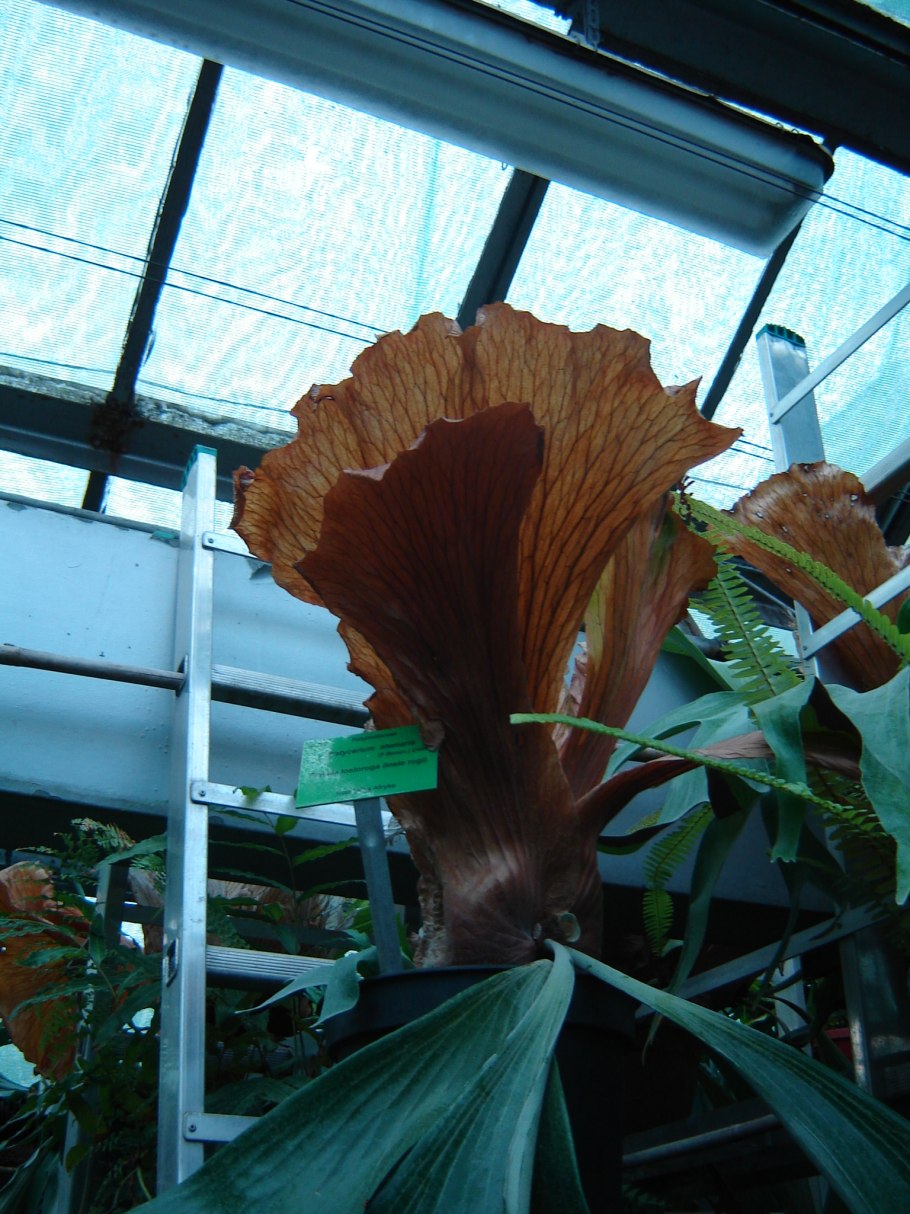 Платицериум Хилла