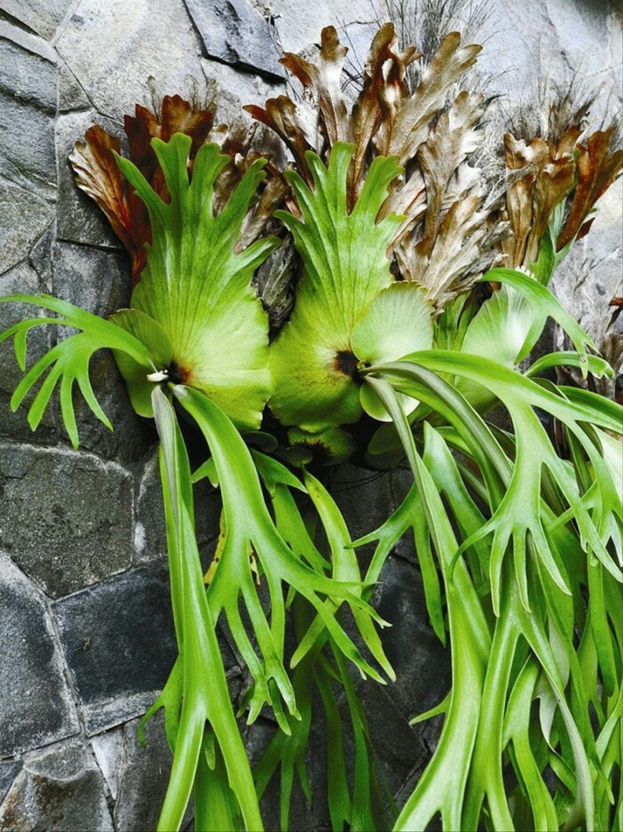 Папоротник Платицериум бифуркатум