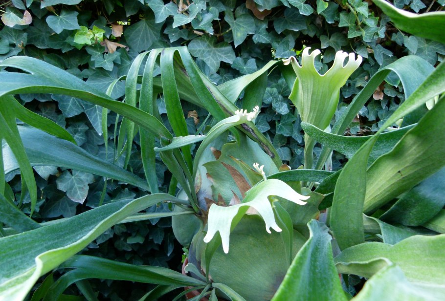 Platycerium alcicorne