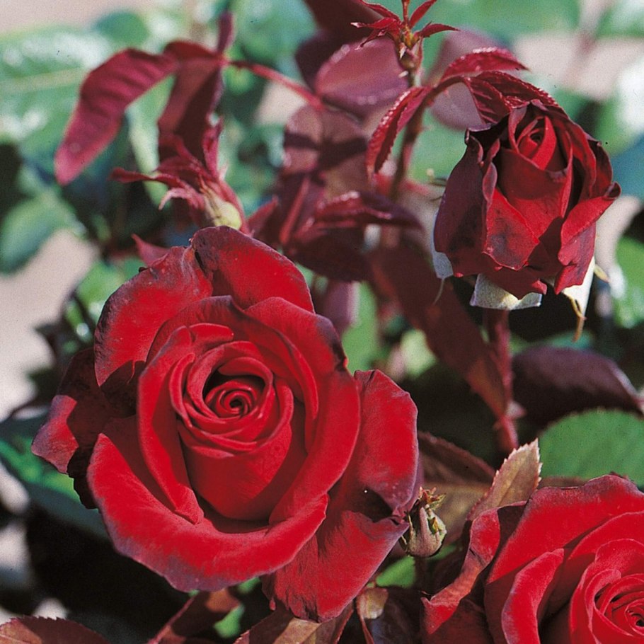 Роза Элегия