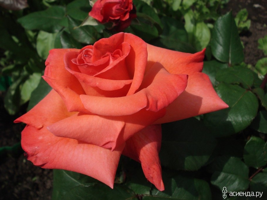Ред Наоми Red Naomi роза