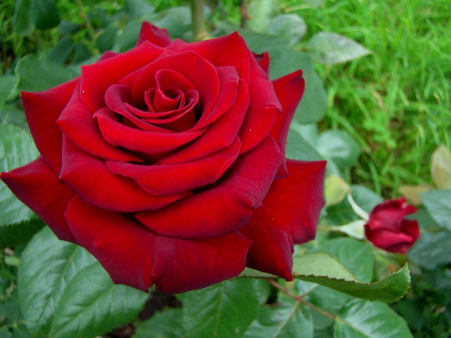 Красивый цветок на стебельке