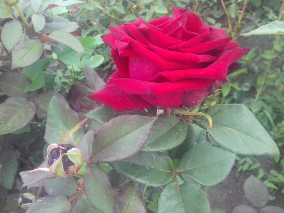 Роза чайно-гибридная Милдред Шелл