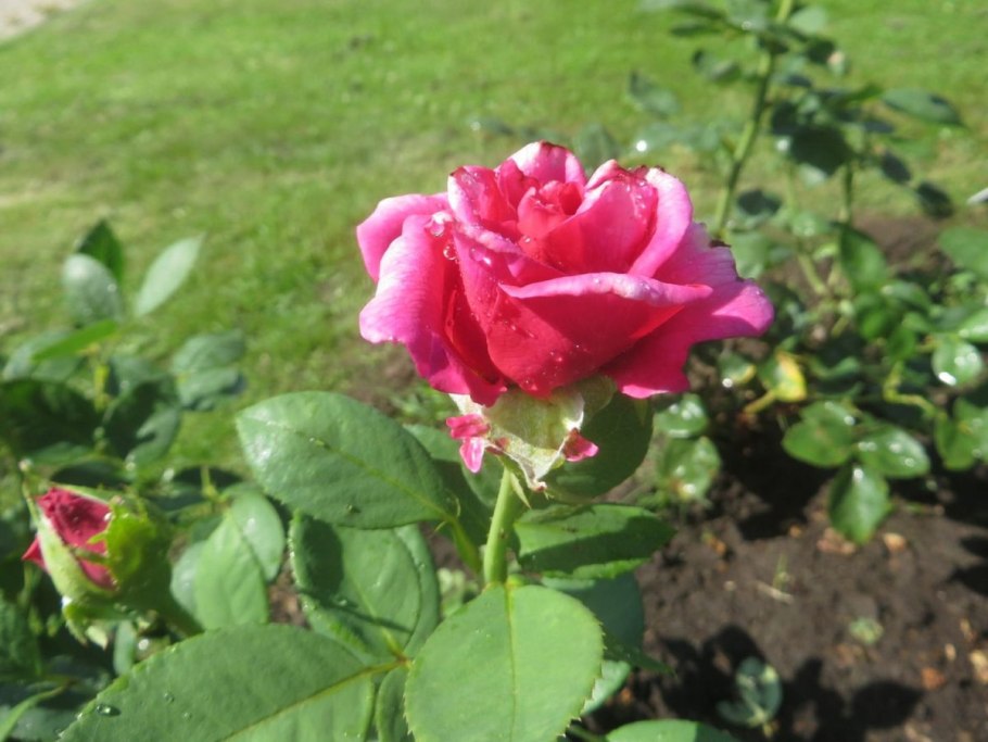 Роза чайно-гибридная Schwarze Madonna