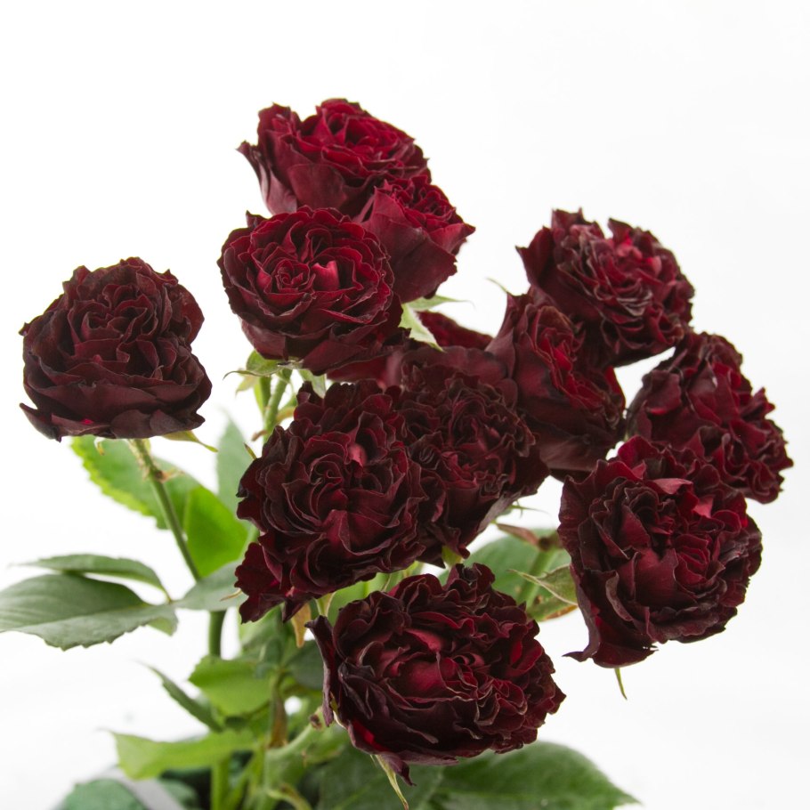 Роза ред Макарена