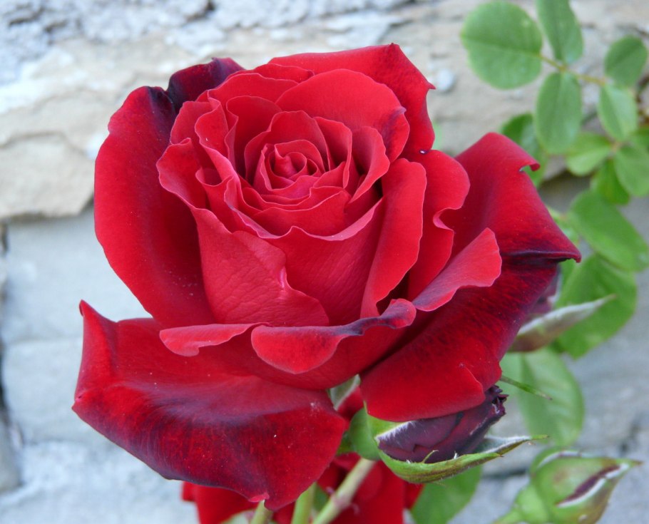 Роза мессир Дельбар