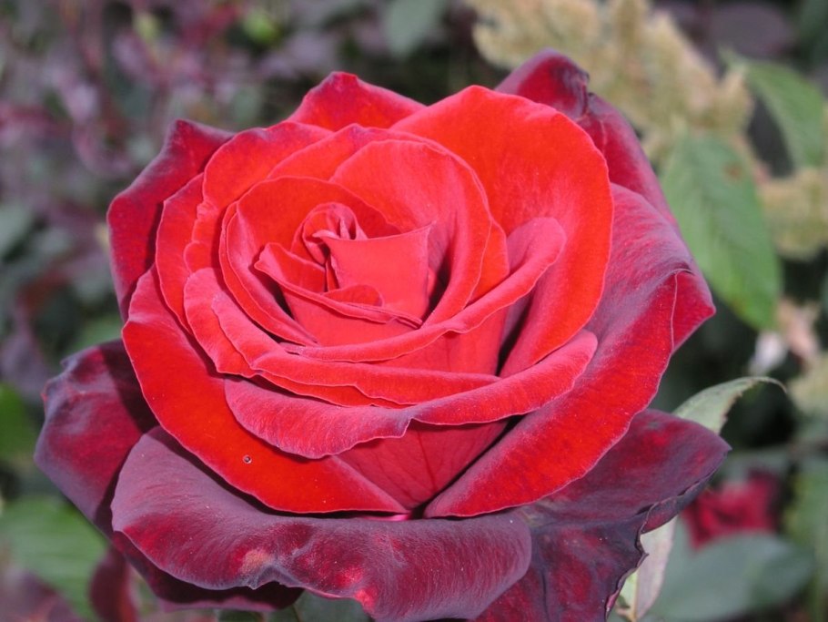 Роза Барбара Дельбар