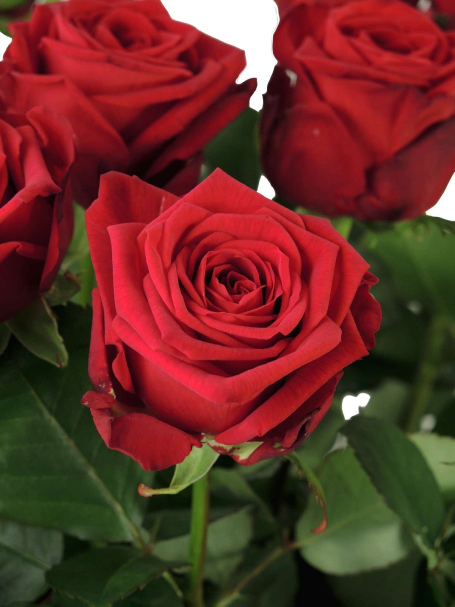 Роза Парковая Христофор Колумб