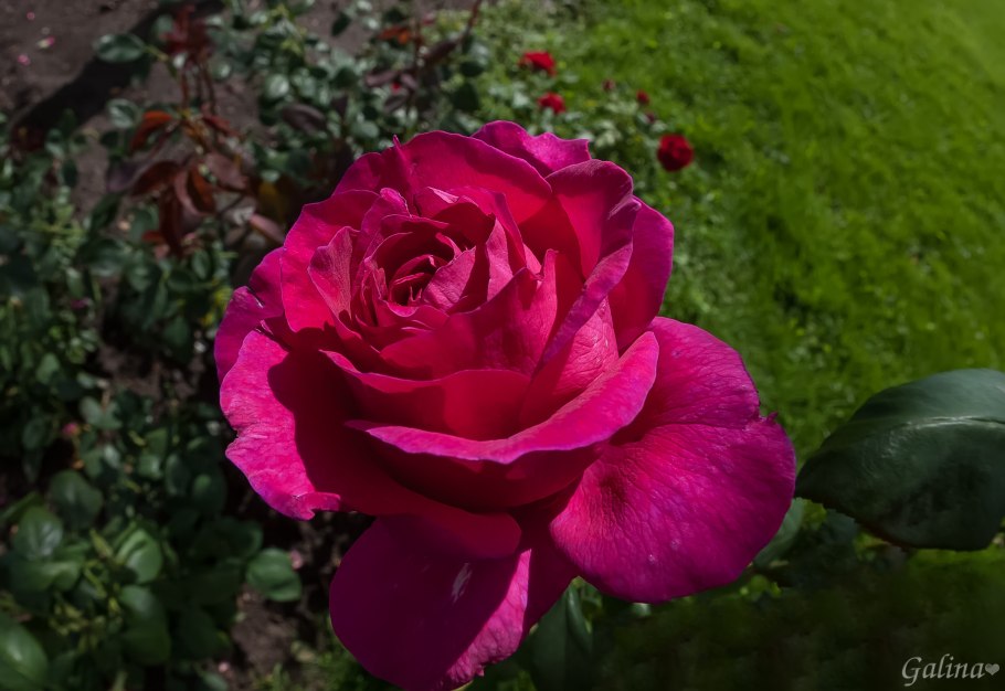 Роза Блэк Мэджик