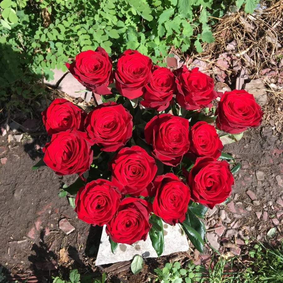 Роза чайно-гибридная Folklore