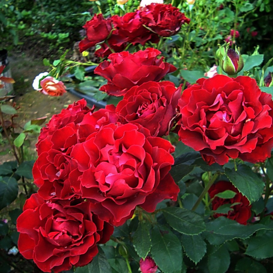 Роза омаж барбара