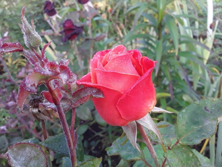 Мадам Дельбар роза чайно-гибридная