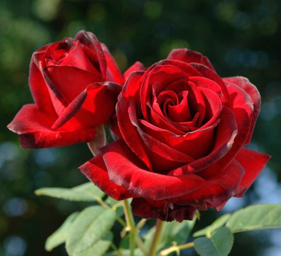 Роза мадам дельбар