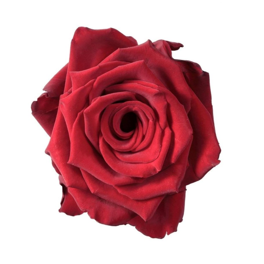 Роза бургунд