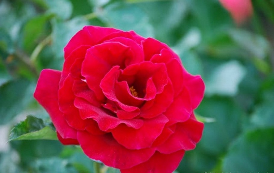 Роза чайно-гибридная Ингрид Бергман