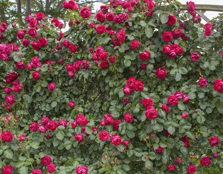 Роза эрик таберли