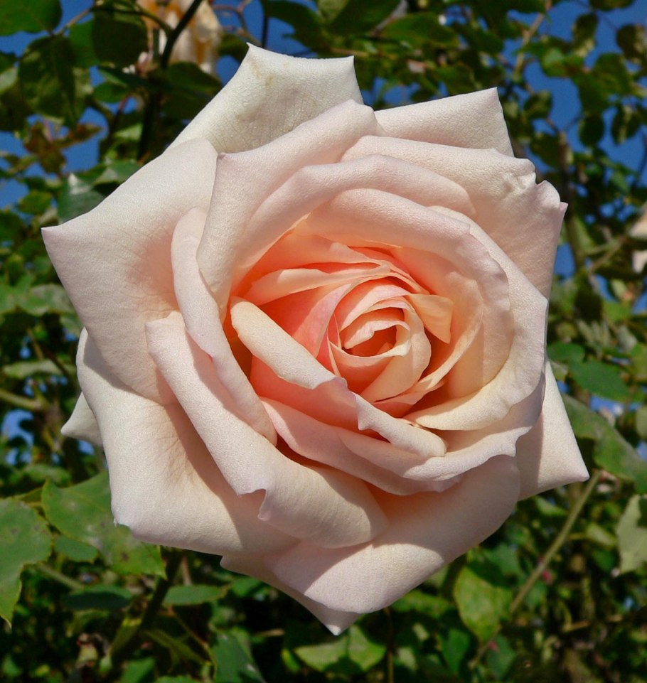 Роза чайно гибридная осиана