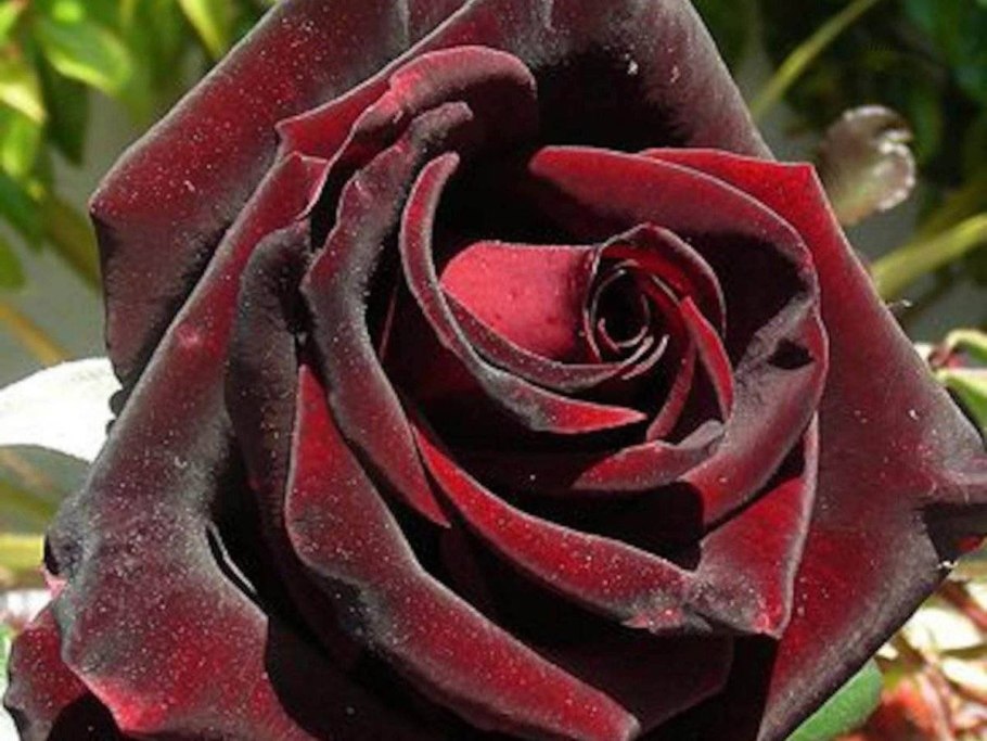 Чайно-гибридная роза блэк баккара black baccara