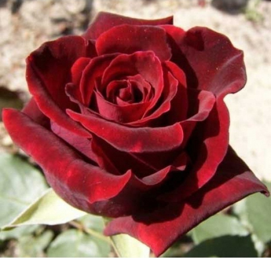 Чайно-гибридные розы черный принц (Black Prince)