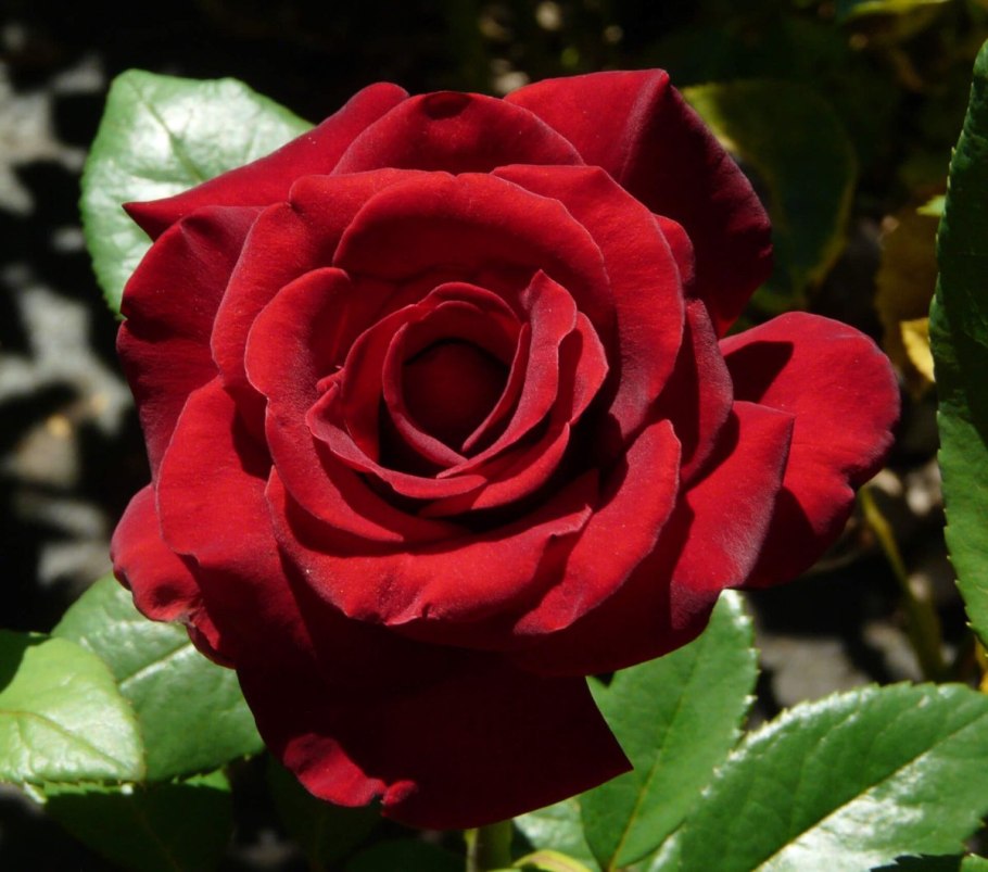 Пинк ля Севильяна роза